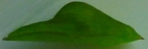Pupae